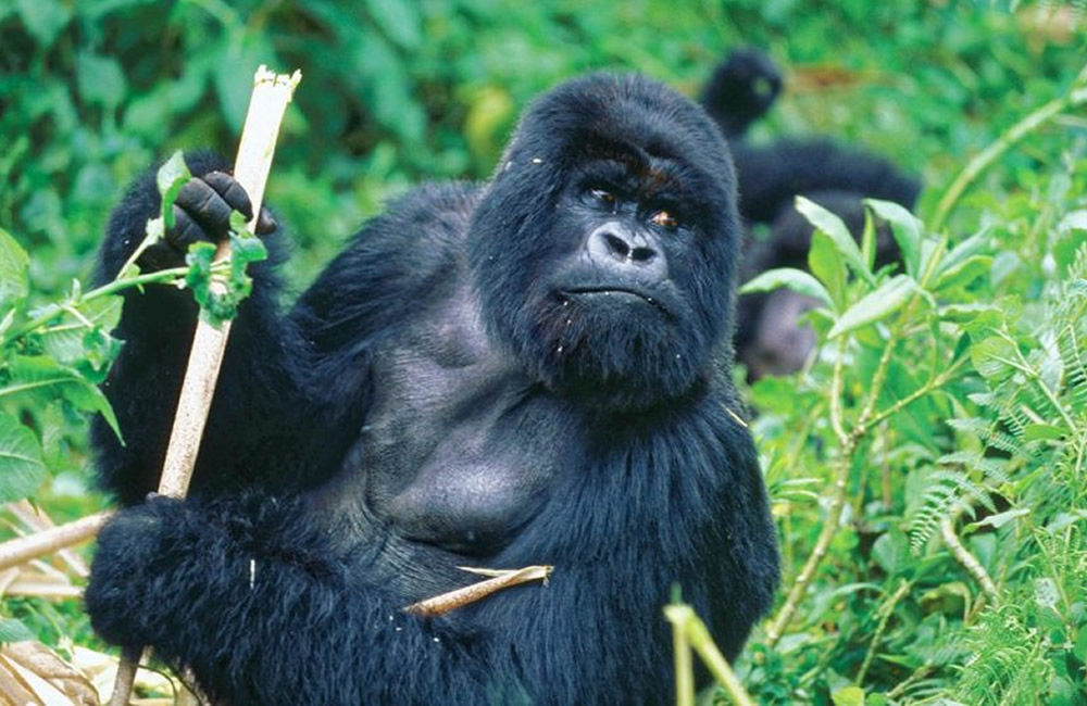 Rwanda Gorilla Trekking